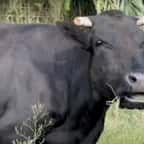 Mootilda, la vache rescapée de l'abattoir 