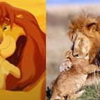 Un lionceau joue avec son père, nous rappelant Simba avec Mufasa dans Le Roi Lion