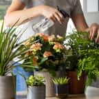 Voici l'astuce méconnue pour continuer d'arroser vos plantes quand vous partez en vacances
