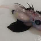 Un rare bébé « requin fantôme » découvert par des scientifiques en Nouvelle-Zélande