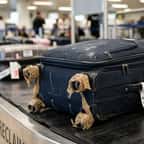 Une valise sur le tapis à bagages d'un aéroport