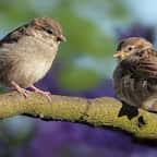 9 astuces faciles à appliquer pour que les oiseaux ne se cognent plus dans vos fenêtres