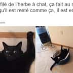 Parce qu'on ne peut pas terminer l'ann&eacute;e 2016 sans &ccedil;a, voici la r&eacute;trospective des 20 meilleurs tweets de l'ann&eacute;e &agrave; propos de chats !