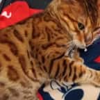 Un chat disparu en août 2020 retrouve ses maîtres le jour de Noël 