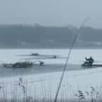 En Pologne, des braconniers ont attiré des cerfs sur un lac gelé, qui a cédé et a causé la mort de 19 animaux