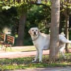 Un chien urine sur un arbre