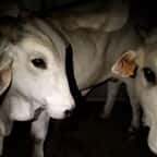 Les vaches pr&eacute;sentes dans l'abattoir