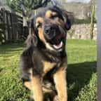 Le chien baptisé Paddington 