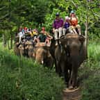Des touristes à dos d'éléphants