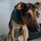 « L’appel » : 30 millions d’Amis dévoile son film coup de poing contre la maltraitance animale 