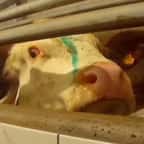 L214 dénonce les graves infractions au règlement sanitaire d’un abattoir Bigard, dans une vidéo choc