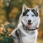 Disparu en Mayenne, un husky retrouvé le lendemain à 300 km de chez lui