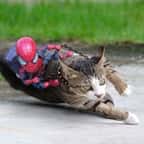 Cet artiste crée des scénarios très drôles dans lesquelles son chat et un bébé Spider-Man sont les héros