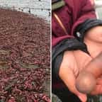 Une plage californienne envahie par des milliers de « poissons… pénis »