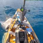 Un pêcheur hawaïen filme la violente attaque d’un requin-tigre sur son kayak