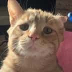 Une femme a adopté le chat « le plus triste du monde ». Après seulement une heure, elle a  commencé à être témoin d'une incroyable transformation !