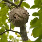 Des spécialistes alertent sur ces insectes dangereux qui envahissent les jardins en automne
