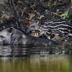 Une femelle tapir et son petit au pelage rayé