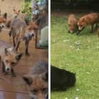 Écosse : une amoureuse des animaux nourrit la même famille de renards depuis 25 ans