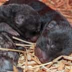 Trois bébés chiens des buissons sont nés au zoo d’Amiens 
