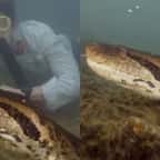 Un anaconda géant d'Équateur