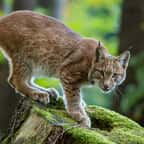 Un lynx en pleine forêt 