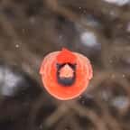 Il photographie un vrai “Angry Bird” dans son jardin
