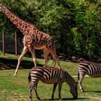 Une girafe et deux zèbres dans un zoo américain