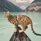 Découvrez Suki, le chat Bengal qui part à la découverte du monde accompagné de sa maîtresse
