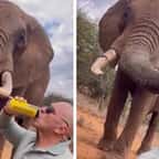 Captures d'écran montrant le touriste espagnol donner de la bière à l'éléphant 