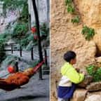 Chine : les touristes peuvent nourrir un homme déguisé en singe, il est payé plus de 1200 euros par mois