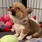Ce groupe Facebook est dédié aux corgis qui font la gueule et c'est à mourir de rire