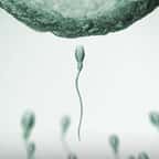 Des spermatozoïdes se dirigeant vers l'ovocyte à féconder