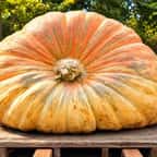 Ron Wallace et sa citrouille de 1 432 kilos, pesée le 10 octobre 2026 à Warren, dans le Rhode Island