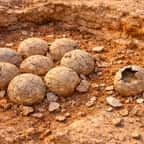 Des oeufs de dinosaures découverts à Mèze