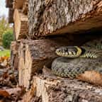 Une couleuvre enroulée entre les bûches d'un tas de bois au jardin