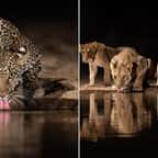 Kenya : il crée un point d'eau en pleine savane et réalise des photos exceptionnelles