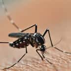 Ce département français en alerte maximale face à une invasion de moustiques tigres 