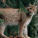 Doubs : un joggeur croise un lynx en pleine forêt, une rencontre exceptionnelle capturée en vidéo 