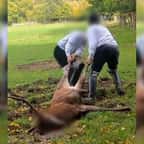 Indignation dans l’Oise après la mort d’un cerf handicapé, cruellement abattu par des chasseurs en zone habitée