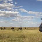 Argentine : un chasseur est mort après avoir été chargé par le bison sur lequel il venait de tirer