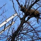 En poursuivant un écureuil, ce chien est resté bloqué en haut d’un arbre et a été sauvé par les pompiers