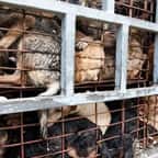 Corée du Sud : le plus grand marché de viande de chien, où était tué près d'un tiers des animaux du pays, va fermer