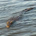Crocodile dans l'eau