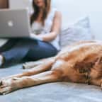 Selon une chercheuse d'Harvard spécialisée sur les rêves, les chiens rêveraient de leurs maîtres pendant le sommeil