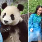 Un panda g&eacute;ant s'amuse &agrave; prendre des selfies avec une touriste de passage et c'est trop adorable !