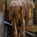 Victime de maltraitance dans un cirque, un lion a été saisi par la justice