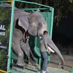 Veer, l'éléphant secouru 
