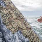Mexique : des baleines grises cherchent de l’aide auprès des humains pour se débarrasser des parasites qui se fixent sur leur peau
