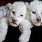 Simba et Nala, deux adorables lionceaux blancs sont nés en Normandie